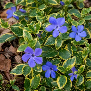 Vinca minor 'Aureovariegata'