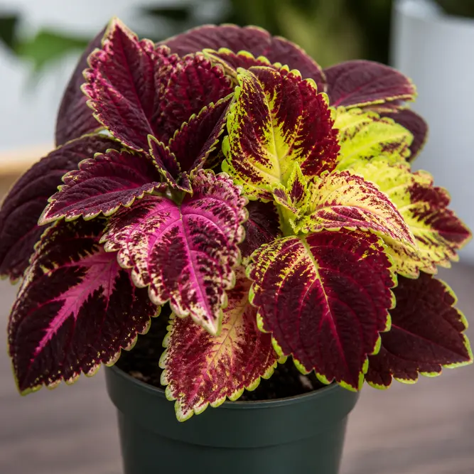 Coleus scutellarioides 'Main Street' (Pot Size 13cm) Main Street Coleus