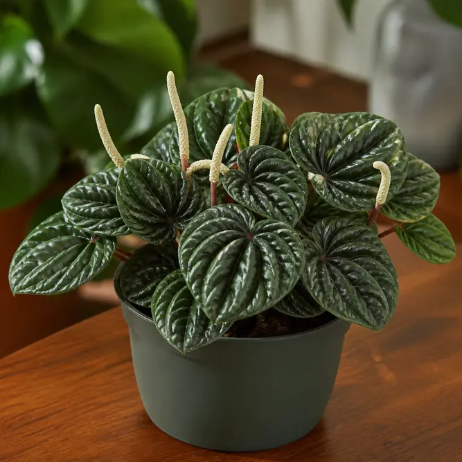 Peperomia caperata (Pot Size 10.5cm) Emerald Ripple Peperomia