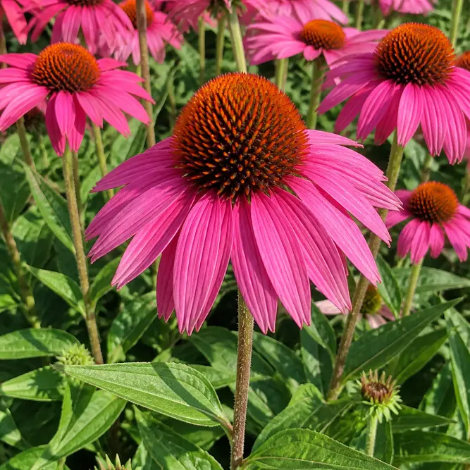 Echinacea 'SunSeekers Hot Pink' (Pot Size 3L) Coneflower
