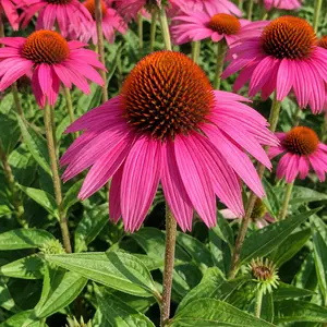 Echinacea 'SunSeekers Hot Pink'