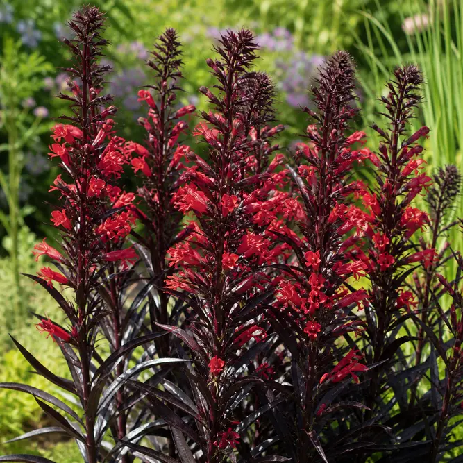 Lobelia × speciosa 'Starship Burgundy' (Pot Size 3L) Cardinal flower