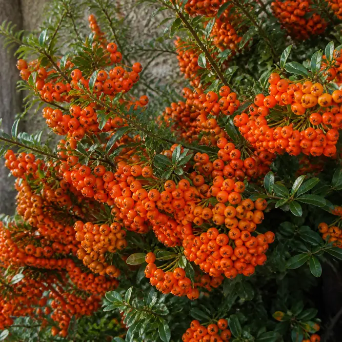 Pyracantha coccinea 'Orange Charmer' (Pot Size 3L) Orange Charmer Firethorn