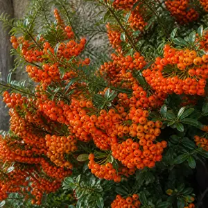 Pyracantha coccinea 'Orange Charmer'