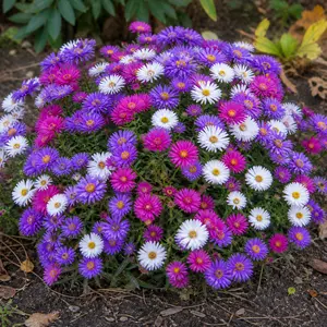 Aster novi-belgii 'Starletta Carnaval'