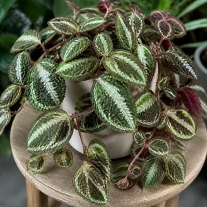 Pellionia repens 'Variegata'