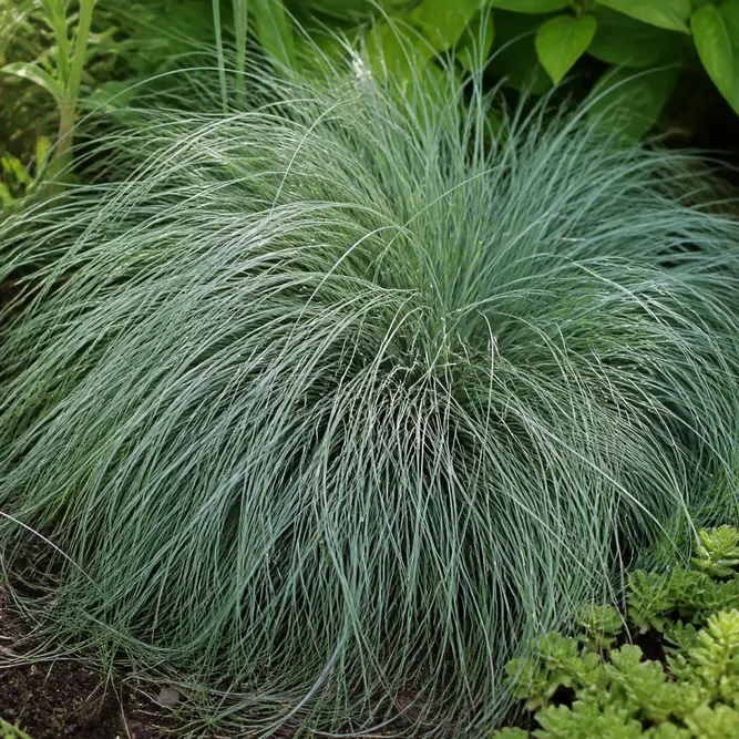 Carex comans 'Amazon Mist' (Pot Size 3L) Amazon Mist sedge