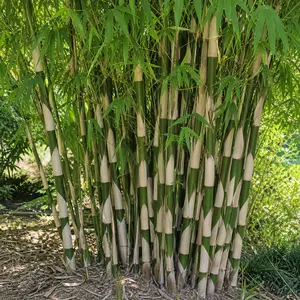 Fargesia robusta 'Formidable'