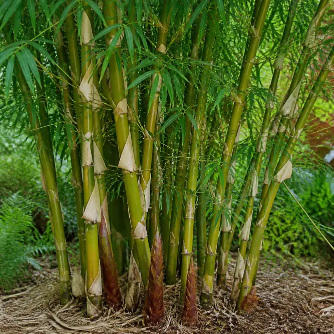 Fargesia robusta 'Pingwu' (Pot Size 3L) Fountain Bamboo