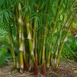 Fargesia robusta 'Pingwu'