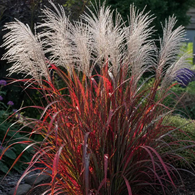 Miscanthus sinensis 'Lady in Red' (Pot Size 3L) Miscanthus