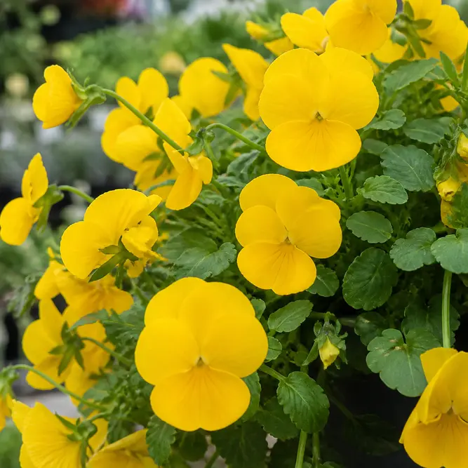Viola × wittrockiana Pure Yellow (6 Pack) Garden Pansy