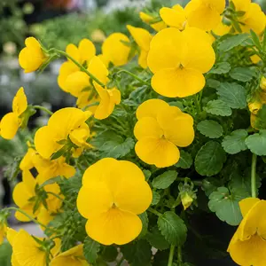 Viola × wittrockiana Pure Yellow