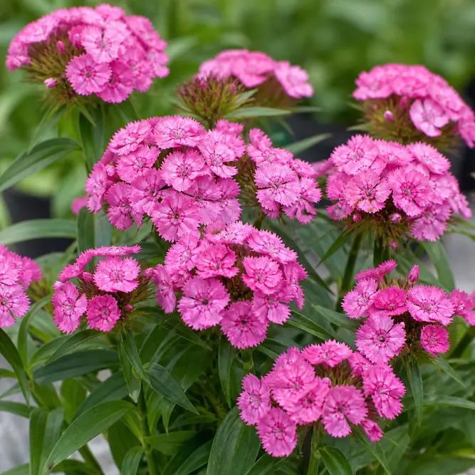 Dianthus barbatus Pink (Pot Size 13cm) Sweet William