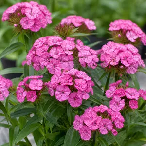 Dianthus barbatus Pink