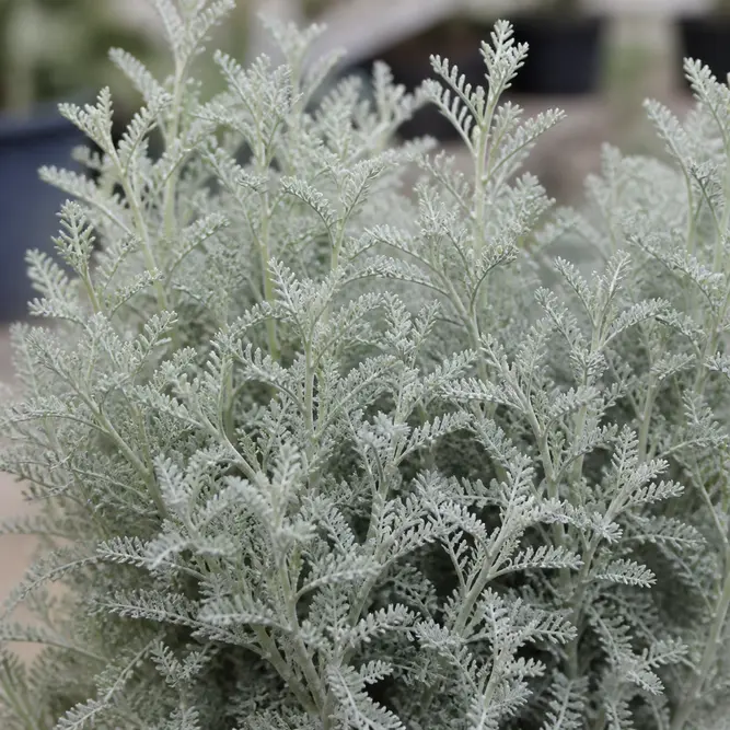 Santolina chamaecyparissus (Pot Size 10.5cm) Lavender Cotton