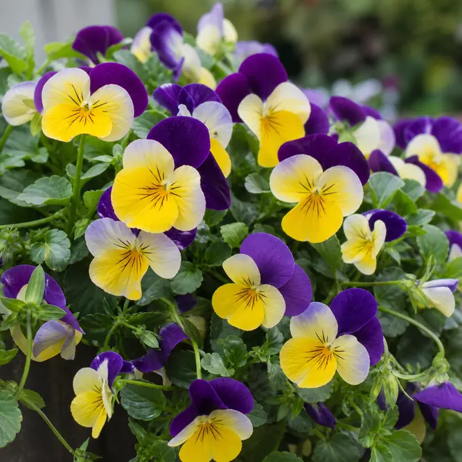 Viola × wittrockiana Tricolor Group (6 Pack) Trailing pansy