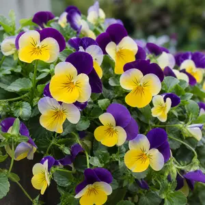 Viola × wittrockiana Tricolor Group