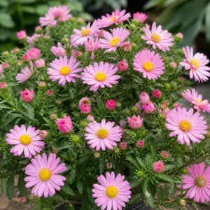 Symphyotrichum dumosum 'Alpha Light Pink'