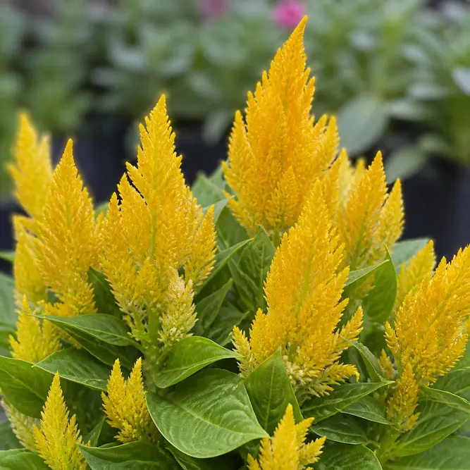 Celosia argentea var. plumosa Yellow (Pot Size 13cm) Yellow Celosia