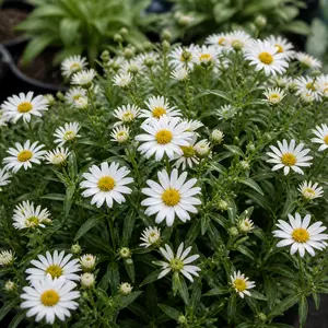 Aster dumosus 'Alpha'