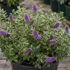 Hebe speciosa 'Variegata'
