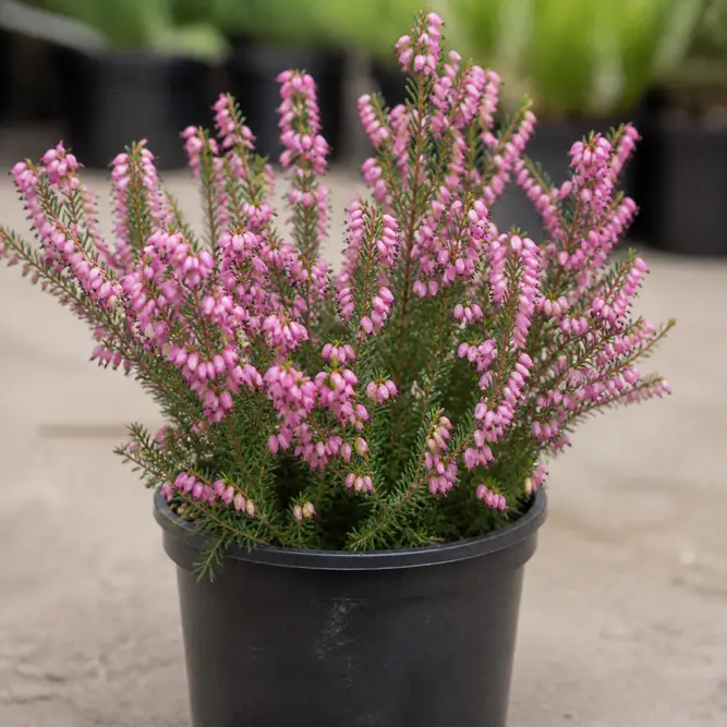 Erica gracilis Pink (Pot Size 13cm) Cape Heath