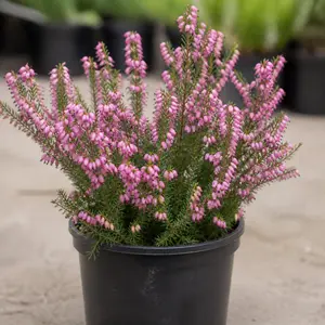Erica gracilis Pink