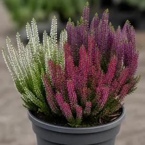 Calluna vulgaris Garden Girls Series