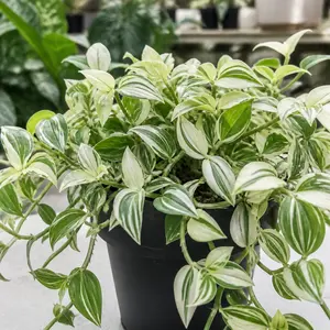 Tradescantia fluminensis White