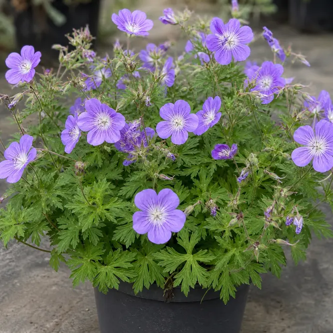 Geranium wallichianum 'Bloom Me Away' (Pot Size 2L) Cranesbill