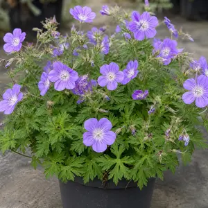 Geranium wallichianum 'Bloom Me Away'
