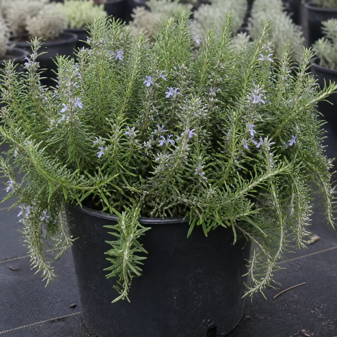 Rosmarinus officinalis 'Pointe du Raz' (Pot Size 19cm) Trailing Rosemary