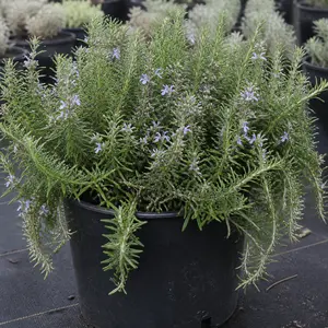 Rosmarinus officinalis 'Pointe du Raz'