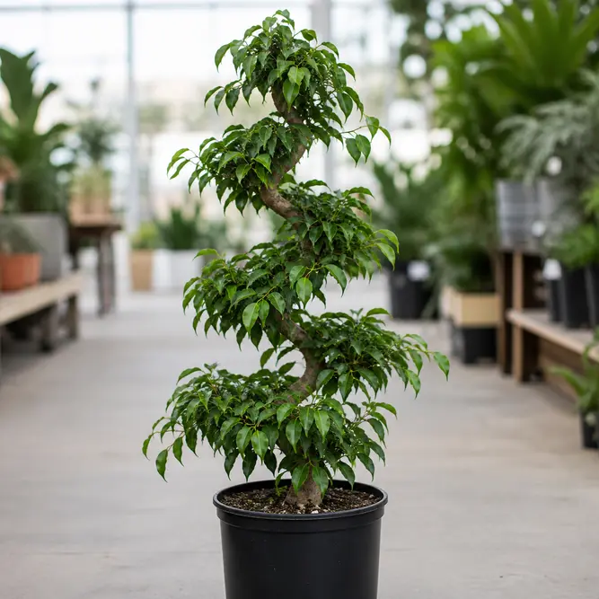 Ficus benjamina 'Exotica' (Pot Size 30cm) Weeping Fig