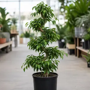 Ficus benjamina 'Exotica'