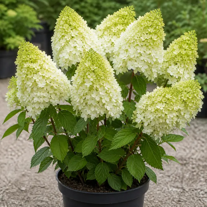 Hydrangea paniculata 'Hercules' (Pot Size 23cm) Panicle Hydrangea