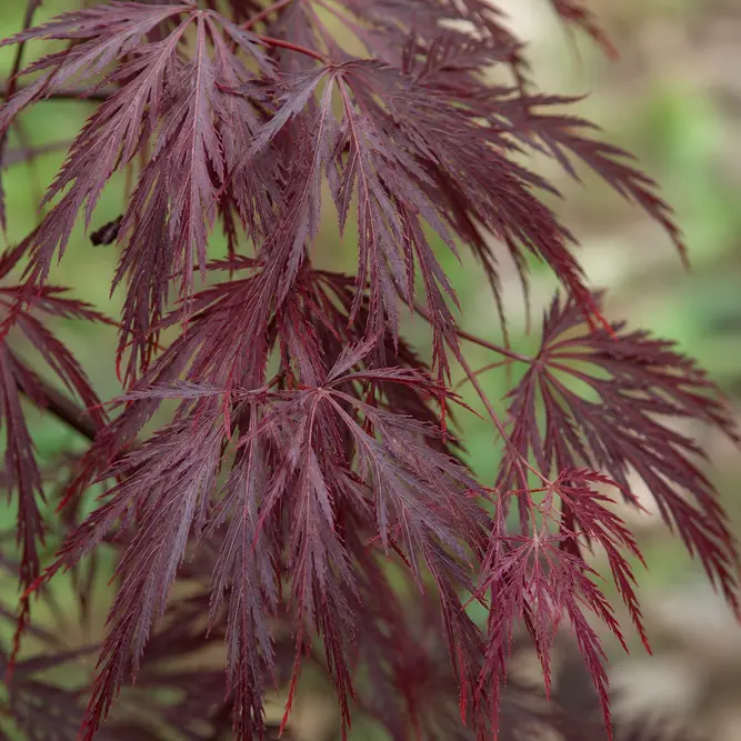 Acer palmatum var. dissectum 'Inaba Shidare' (Pot Size 7.5L) Inaba Shidare Japanese Maple