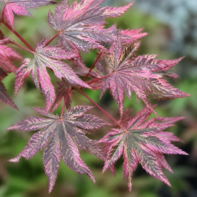 Acer × conspicuum 'Red Flamingo' (Pot Size 38cm) Red Flamingo snakebark maple