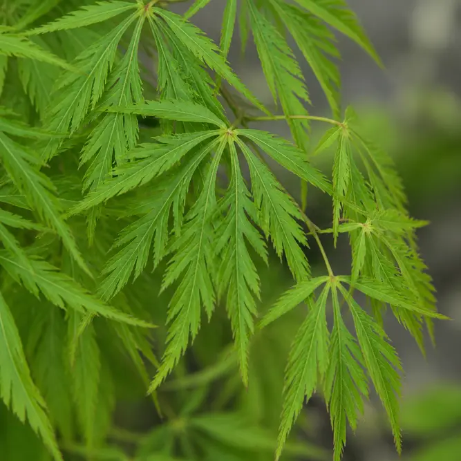 Acer palmatum var. dissectum (Pot Size 55cm) Laceleaf Japanese maple