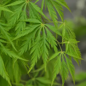 Acer palmatum var. dissectum