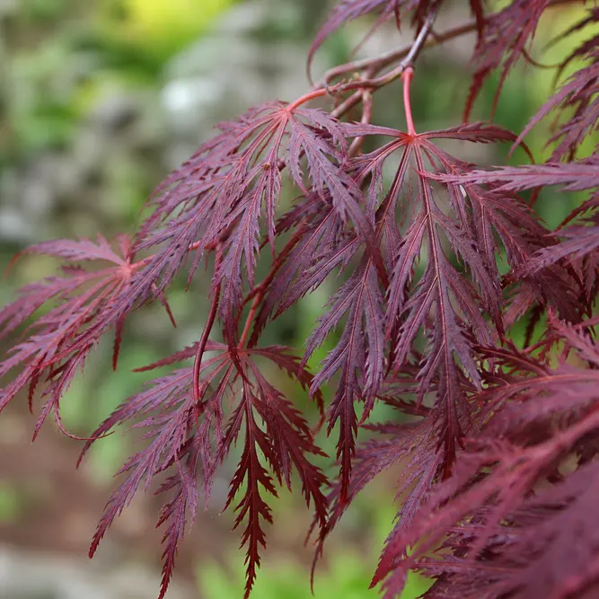 Acer palmatum dissectum 'Garnet' (Pot Size 4L) Japanese maple