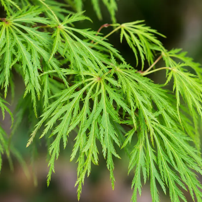 Acer palmatum 'Dissectum' (Pot Size 10L) Cut-leaved Japanese Maple