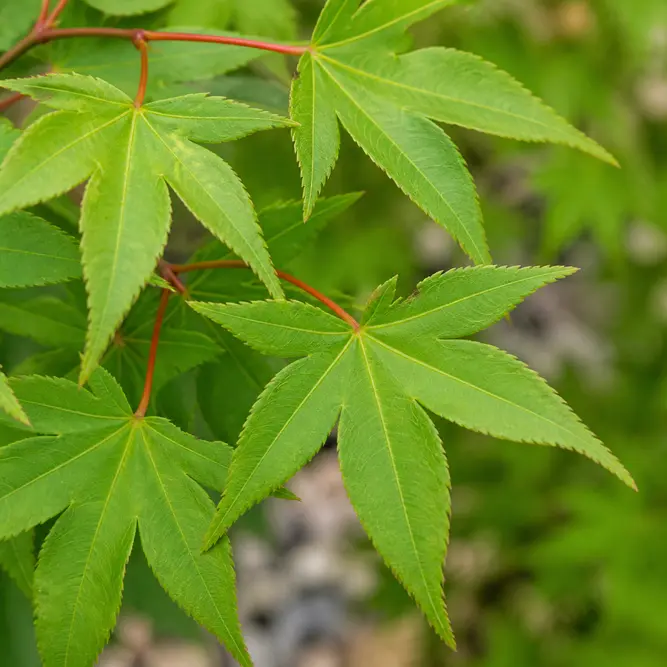 Acer palmatum 'Shaina' (Pot Size 35cm) Japanese Maple