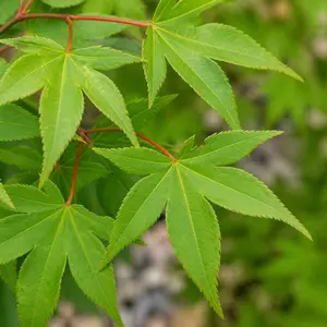 Acer palmatum 'Shaina'
