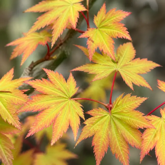 Acer palmatum 'Katsura' (Pot Size 34cm) Katsura Japanese Maple