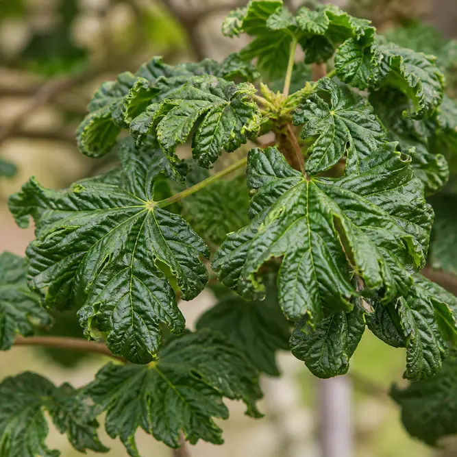 Acer palmatum 'Shishi-gashira' (Pot Size 6.5L) Lion's Head Maple