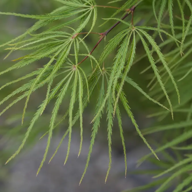 Acer palmatum 'Koto-no-ito' (Pot Size 31cm) Harp Strings Japanese Maple