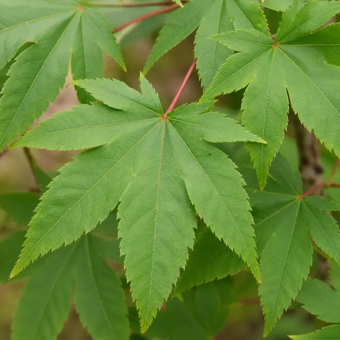 Acer palmatum 'Osakazuki' (Pot Size 43cm) Japanese maple