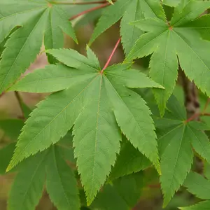Acer palmatum 'Osakazuki'